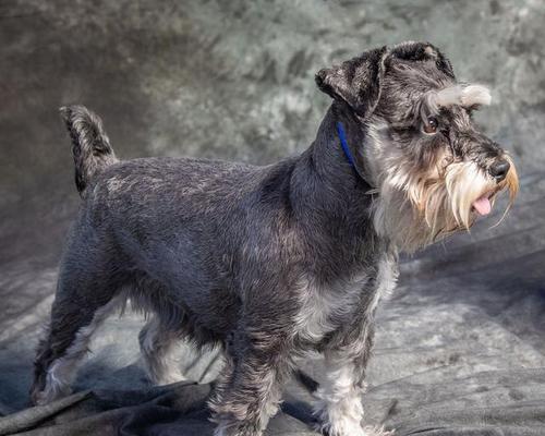 饲养雪纳瑞的要点与注意事项（雪纳瑞饲养必备知识与经验分享）(图2)