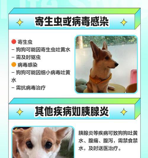 狗吐黄水应该吃什么药？（肠胃问题可能引起