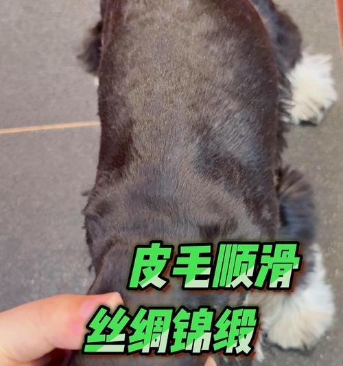 饲养雪纳瑞的要点与注意事项（雪纳瑞饲养必