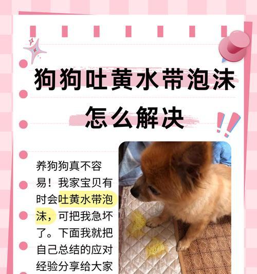 狗吐黄水应该吃什么药？（肠胃问题可能引起狗吐黄水，但需要咨询兽医确认）(图2)