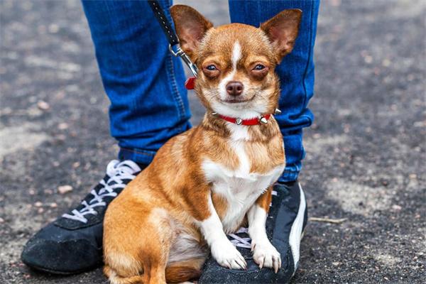 狗狗为什么喜欢闻主人的裤裆？(图1)