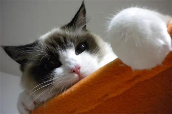 猫咪性格差怎么办？(图2)