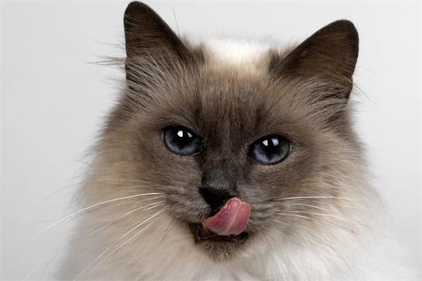 猫咪脾气差怎么办全攻略