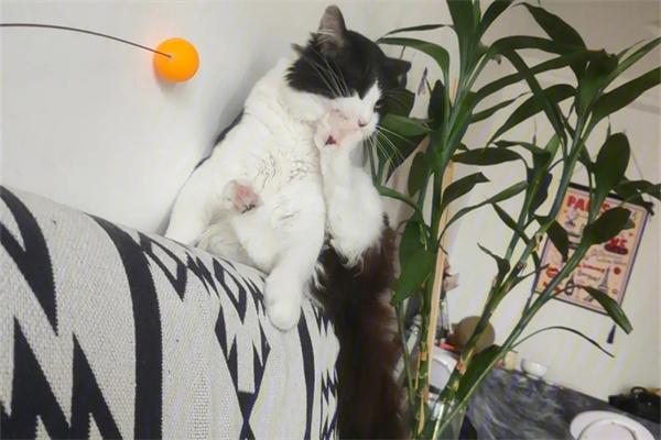 猫咪为什么会被困在树上？(图2)