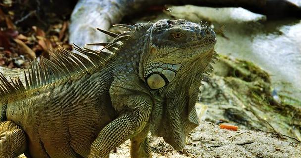 鬃狮蜥蜴的温度需求与饲养要点（了解鬃狮蜥蜴的温度需求，做好饲养工作）(图3)