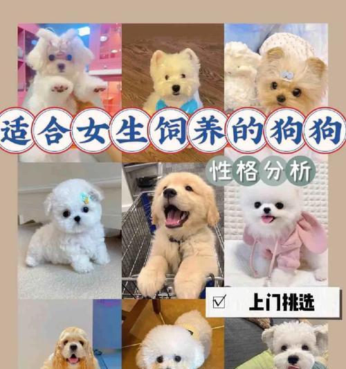 解读“俘获”少女心的博美犬（了解博美犬的可爱与魅力）(图1)