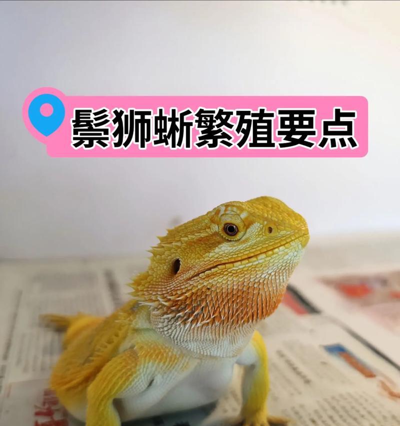 鬃狮蜥蜴温度需求与饲养技巧｜核心要点全解析
