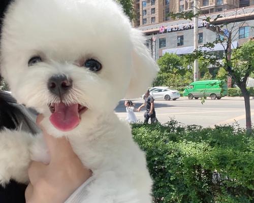 贵宾扭伤脚的康复时间及护理要点（探索贵宾扭伤脚康复的关键步骤与时间安排）(图3)