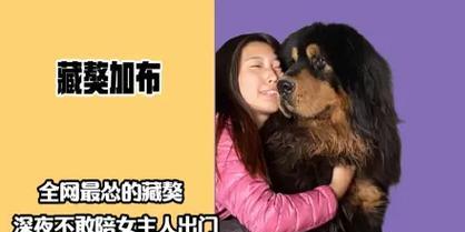 揭秘藏獒（了解这种守护犬的特性及适应环境