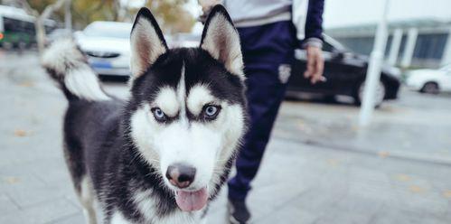 揭秘藏獒（了解这种守护犬的特性及适应环境的要素）(图3)