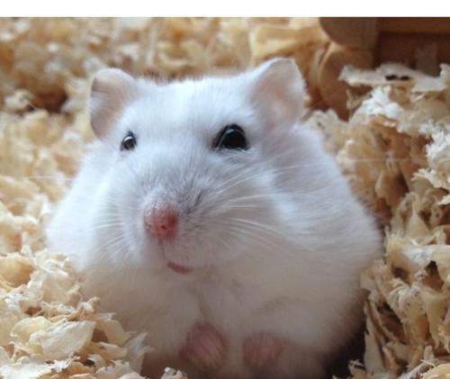 小仓鼠眼睛出现问题的原因及处理方法（小仓