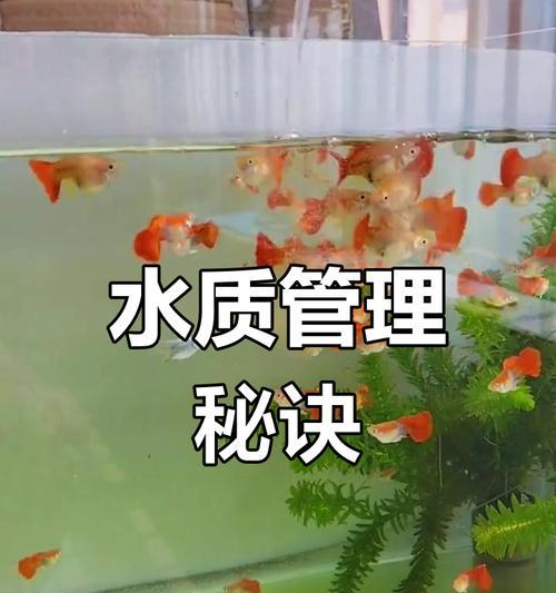 孔雀小鱼的水质管理（探索孔雀小鱼换水的最