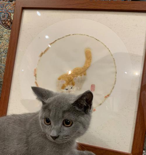 探秘罕见的双面猫——迷倒千万铲屎官（与阴阳脸共处一瞥猫的两面性）(图3)