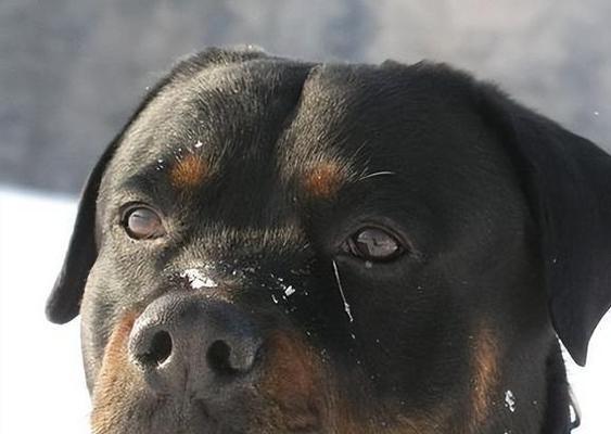 城市猛犬威胁与应对指南｜安全防范全攻略