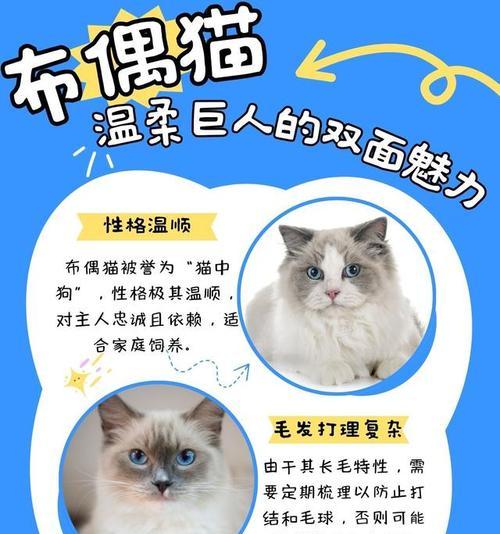双面猫的神秘魅力与养护全攻略