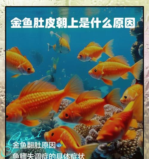 金鱼肠炎康复时间及治疗指南｜全面养护技巧