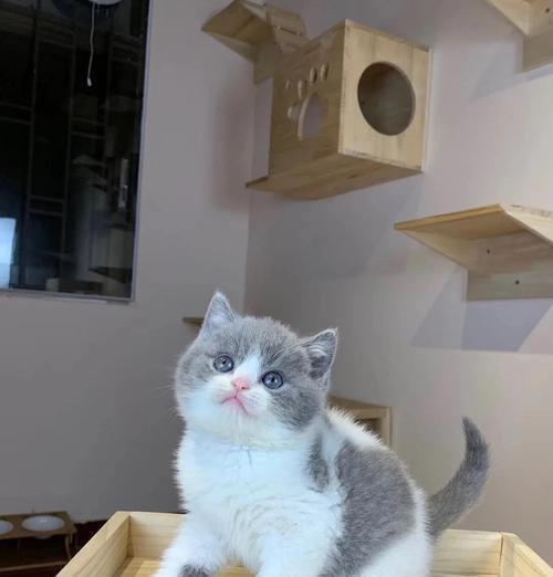 接受英短猫的缺点（挑战与付出的代价）(图3)