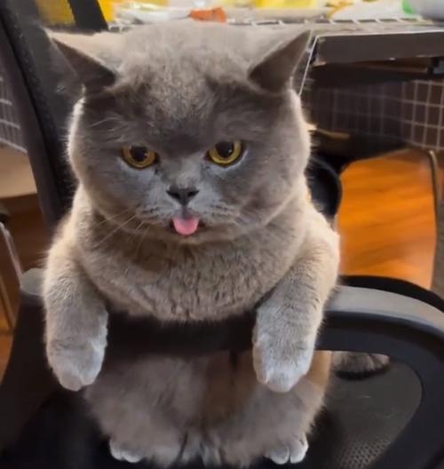 接受英短猫的缺点（挑战与付出的代价）(图1)