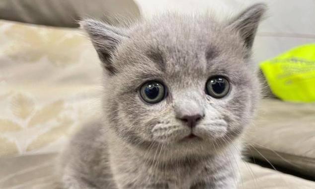 接受英短猫的缺点（挑战与付出的代价）(图2)