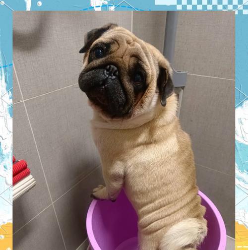 以巴哥犬的睡眠习惯与需求（探究以巴哥犬睡眠时长及影响因素）(图1)