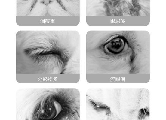 宠物眼药水的保质期探究（了解宠物眼药水过期时间及其影响）(图3)