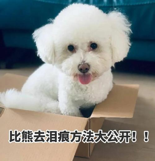解决比熊犬泪痕问题的有效方法（如何有效去除比熊犬泪痕？一招制胜！）(图2)