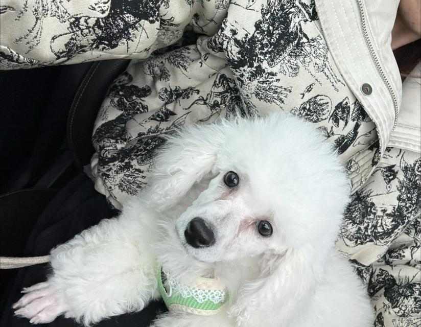 解决比熊犬泪痕问题的有效方法（如何有效去除比熊犬泪痕？一招制胜！）(图1)