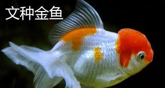 探索金鱼世界中最美的品种（挑选最迷人的金鱼品种，从色彩到体型一一赏析）(图2)