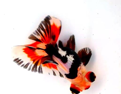 探索金鱼世界中最美的品种（挑选最迷人的金鱼品种，从色彩到体型一一赏析）(图3)