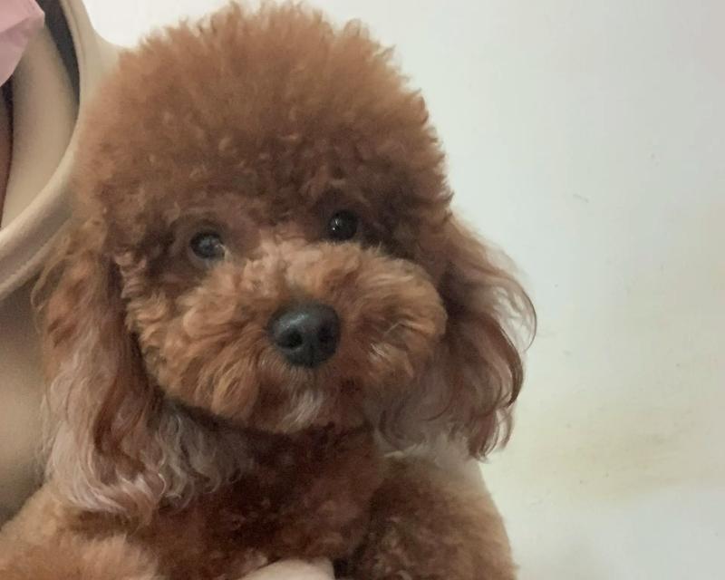 几百种泰迪狗，你了解多少？（探索泰迪狗品种的多样性，发现你最喜爱的宠物伙伴）(图1)