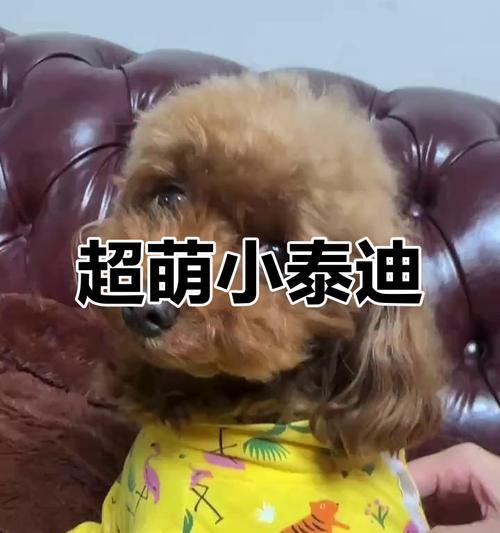 几百种泰迪狗，你了解多少？（探索泰迪狗品种的多样性，发现你最喜爱的宠物伙伴）(图2)