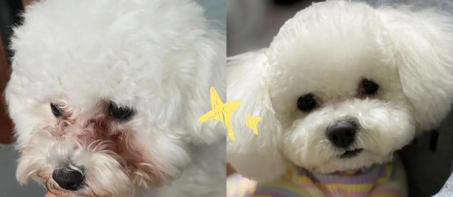 解决比熊犬泪痕问题的有效方法（如何有效去除比熊犬泪痕？一招制胜！）(图3)