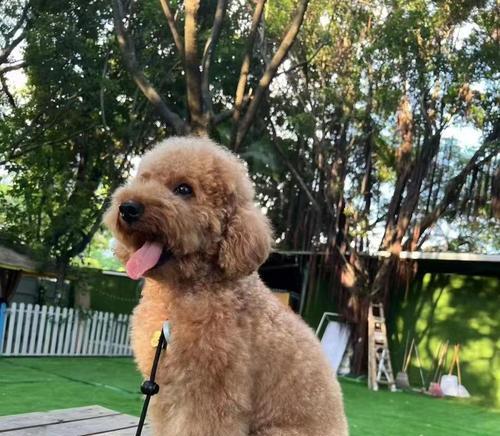 几百种泰迪狗，你了解多少？（探索泰迪狗品种的多样性，发现你最喜爱的宠物伙伴）(图3)