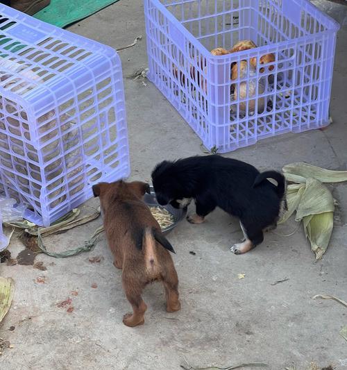 罗威纳犬与孩子相处的益处（亲子互动、健康促进、情感支持——罗威纳犬成为理想伴侣）(图1)