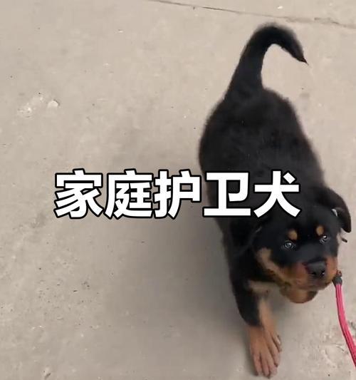 罗威纳犬与孩子相处的益处（亲子互动、健康促进、情感支持——罗威纳犬成为理想伴侣）(图2)