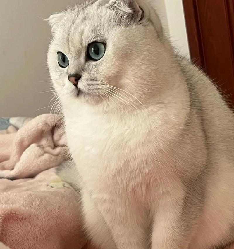 猫咪摔倒时总能用脚着地的科学原理（揭秘猫咪的“天生反摔技能”）(图3)