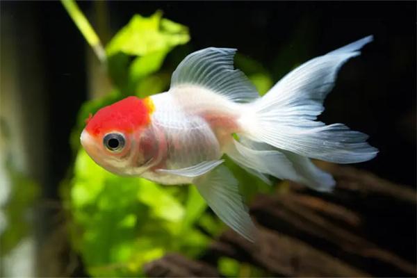 小金鱼和孔雀鱼能混养吗？(图1)