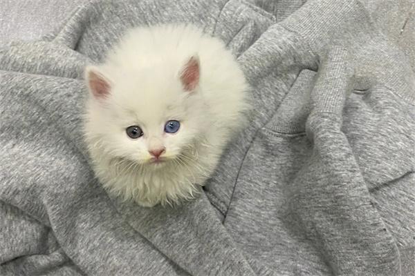 猫咪从二楼摔下去有事吗？(图1)