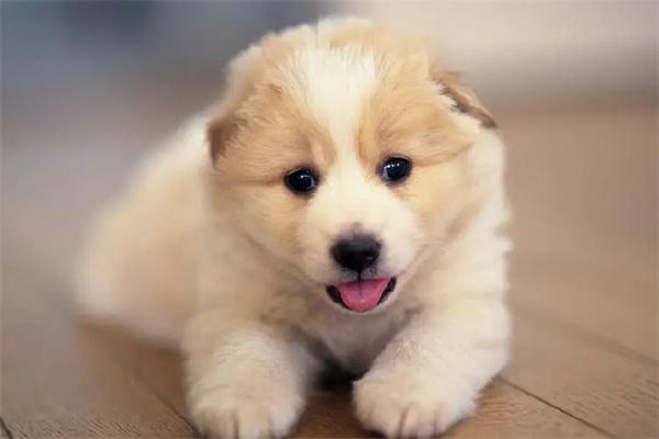 狗狗精神疾病的类型和症状(图1)