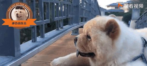 松狮遛步（了解狗狗的需要，创造健康快乐的