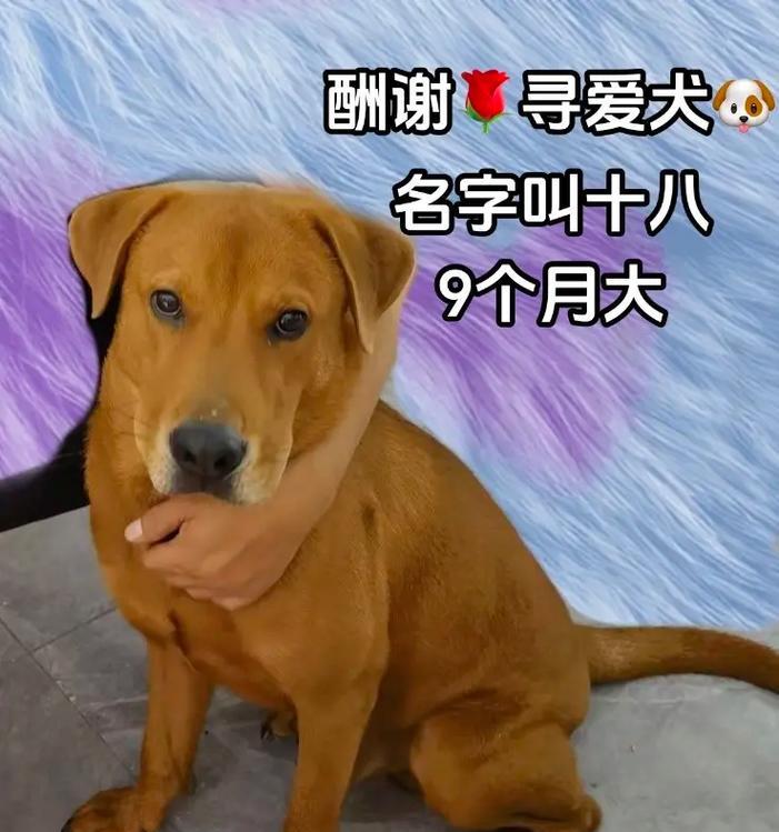 深圳拉布拉多主题地点大揭秘（探访深圳的拉