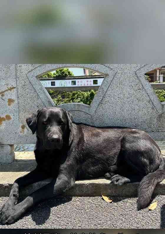 深圳拉布拉多主题地点大揭秘（探访深圳的拉布拉多天堂，尽情享受狗狗乐园）(图2)