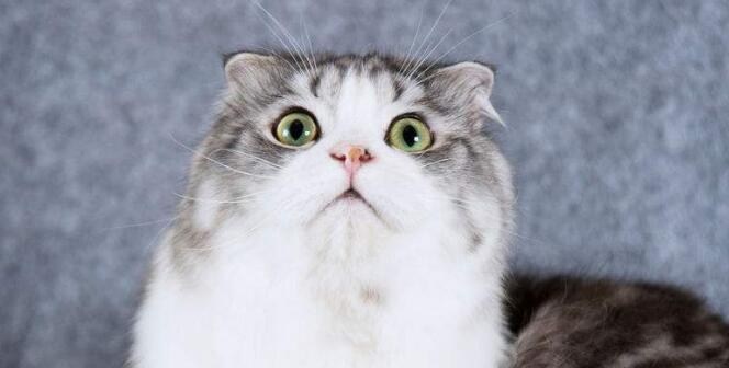 以折耳的猫有哪些品种？（探索折耳猫的多样性）(图3)