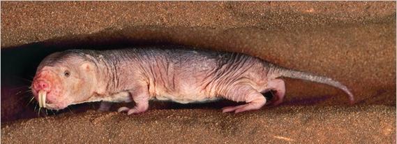 裸鼹鼠的绝招（揭秘裸鼹鼠如何应对缺氧环境的生存策略）(图2)