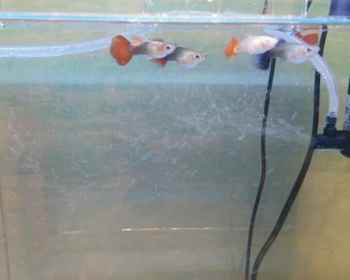 裸鼹鼠缺氧生存策略揭秘｜科学应对高海拔环境