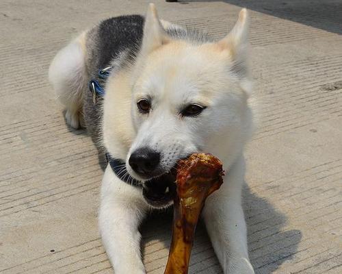 狗吃鸡骨头要观察多久？（了解宠物的食物消化过程，保护狗狗的健康）(图2)