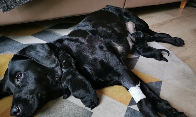 狗狗产后多久能洗澡？（宝贝狗狗产后洗澡的