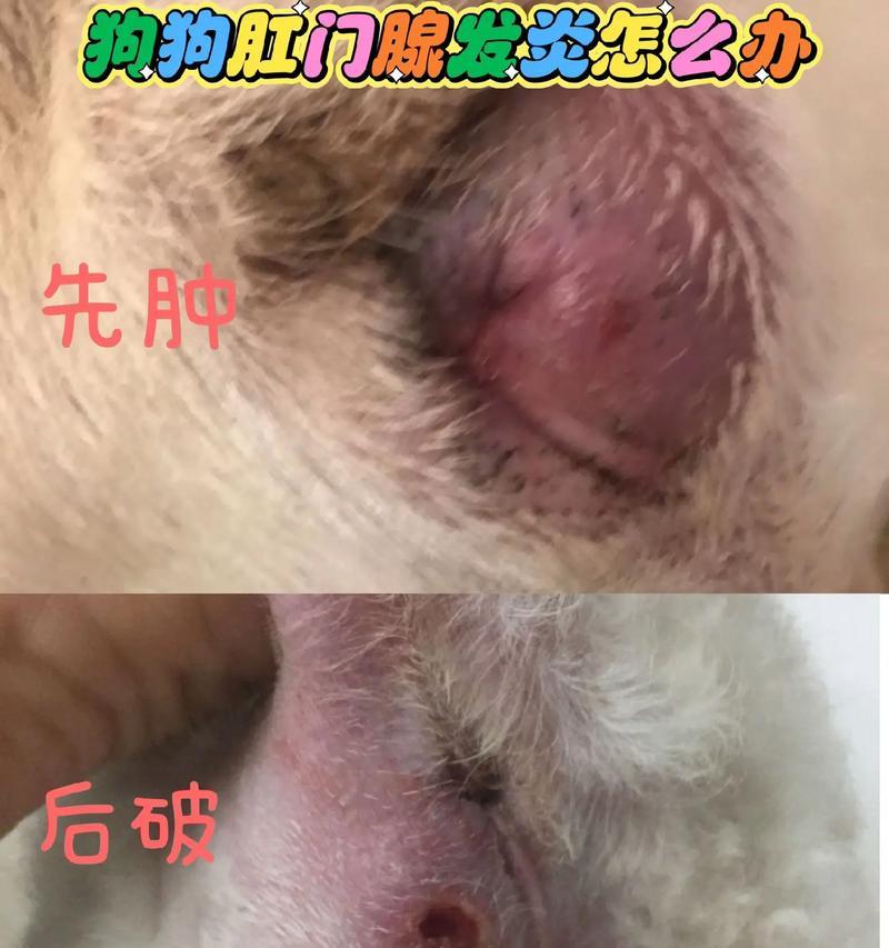 狗狗产后多久能洗澡？（宝贝狗狗产后洗澡的注意事项）(图3)