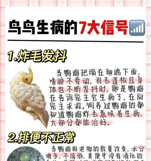 鹦鹉饮食全攻略｜科学喂养与营养搭配指南(图3)