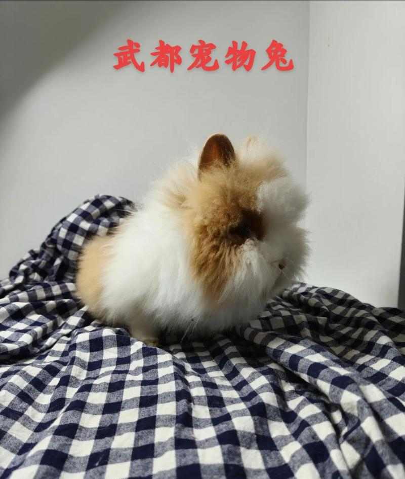 选择宠物繁殖特性全攻略(图1)